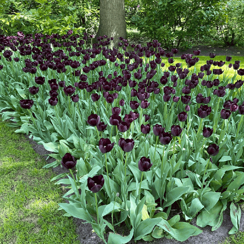 Tulpan 'Queen of Night'